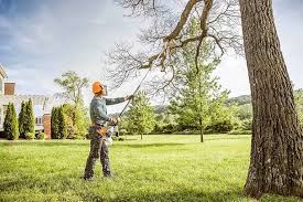 Best Tree Preservation Services  in Waco, TX