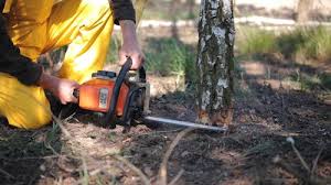  Waco, TX Tree Removal Pros