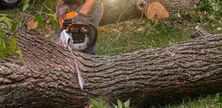 Best Commercial Tree Services  in Waco, TX