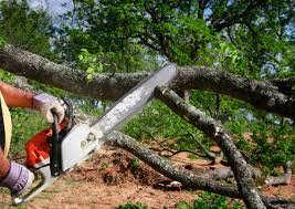 Best Tree Cabling and Bracing  in Waco, TX