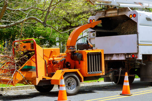 Best Root Management and Removal  in Waco, TX