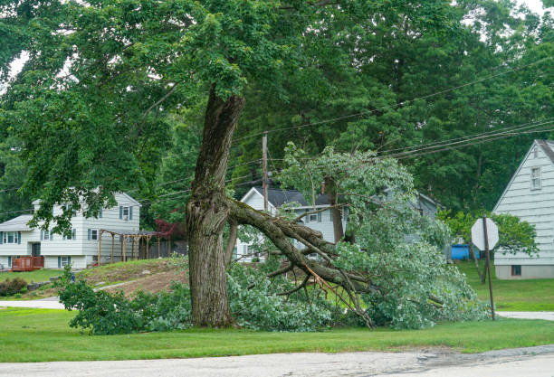 Best Commercial Tree Services  in Waco, TX